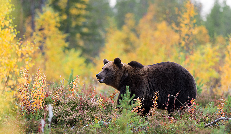 Bear in autumncolors